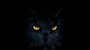 Discovery splash banner for owL | Black Owls Community Discord server