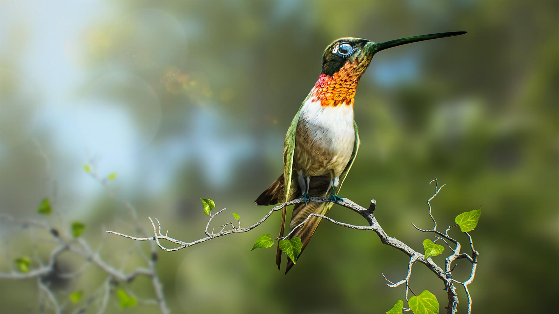 Discovery splash banner for Birding Simulator Discord server